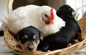 Vừa gà vừa chó, bó lại cho tròn, ba mươi sáu con, một trăm chân chẵn. Hỏi mấy gà, mấy chó?